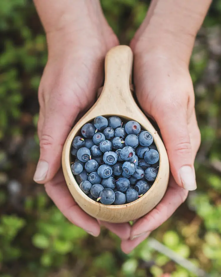 Posio Guesthouse - Posio, Finnland | Good Travel