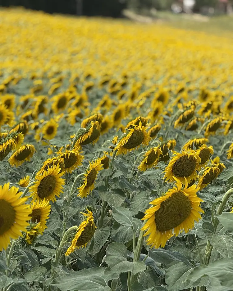 Corte Campioli - Terre Roveresche, Italy | Good Travel