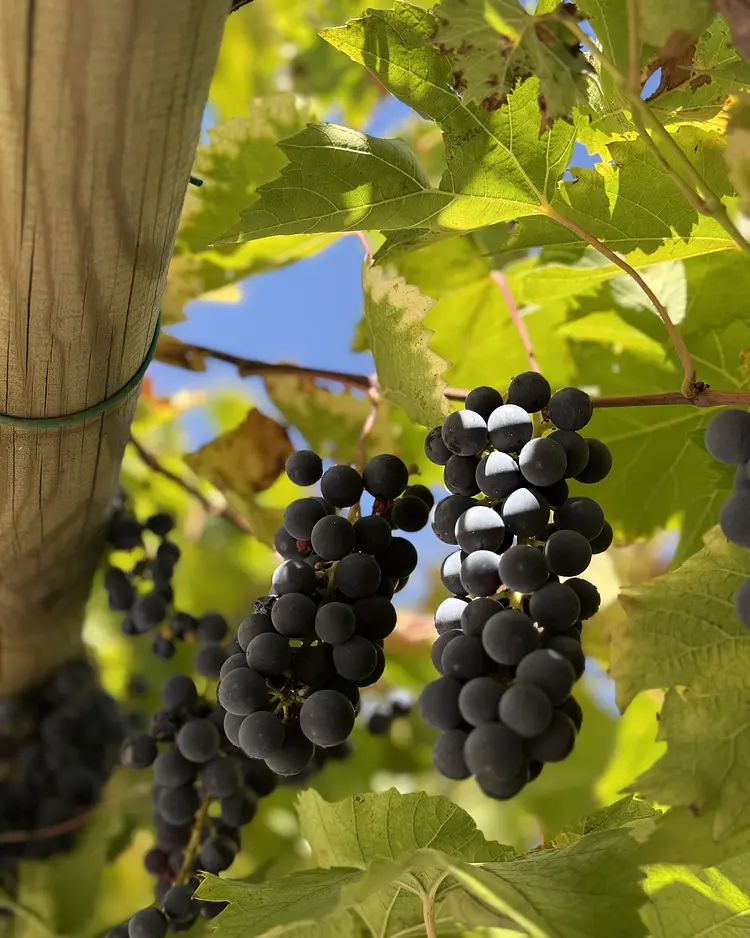 Corte Campioli - Terre Roveresche, Italien | Good Travel