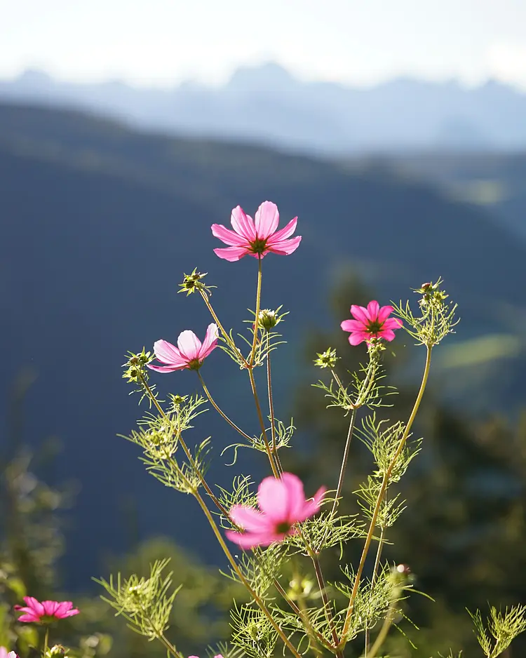 Menihof - Jenesien/Afing, Italien | Good Travel