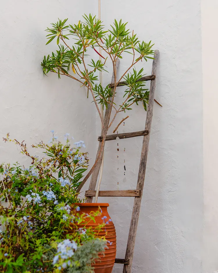 Rosy's - Agistri Island, Griechenland | Good Travel