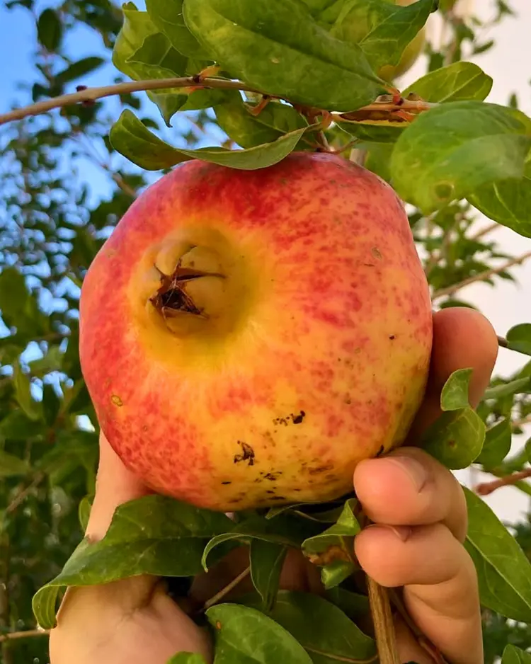 Mourtzanakis Residence - Achlada, Griechenland | Good Travel