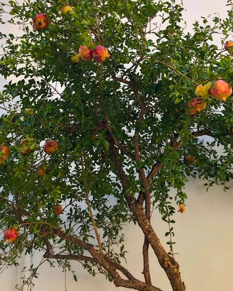 Mourtzanakis Residence - Achlada, Griechenland | Good Travel