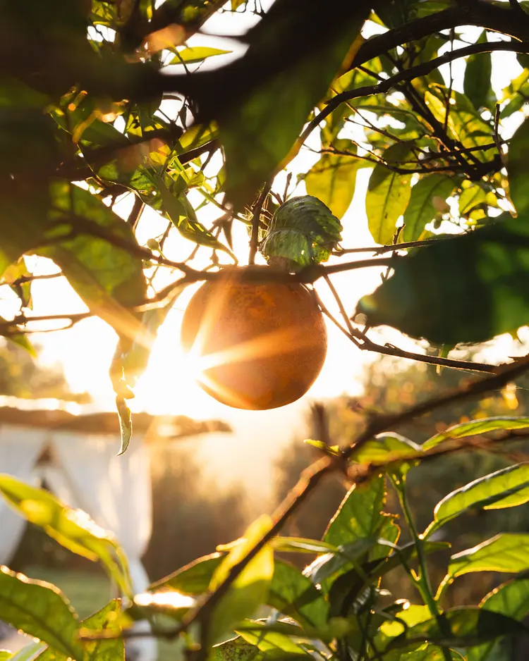 Quinta da Luz - Silves, Portugal | Good Travel