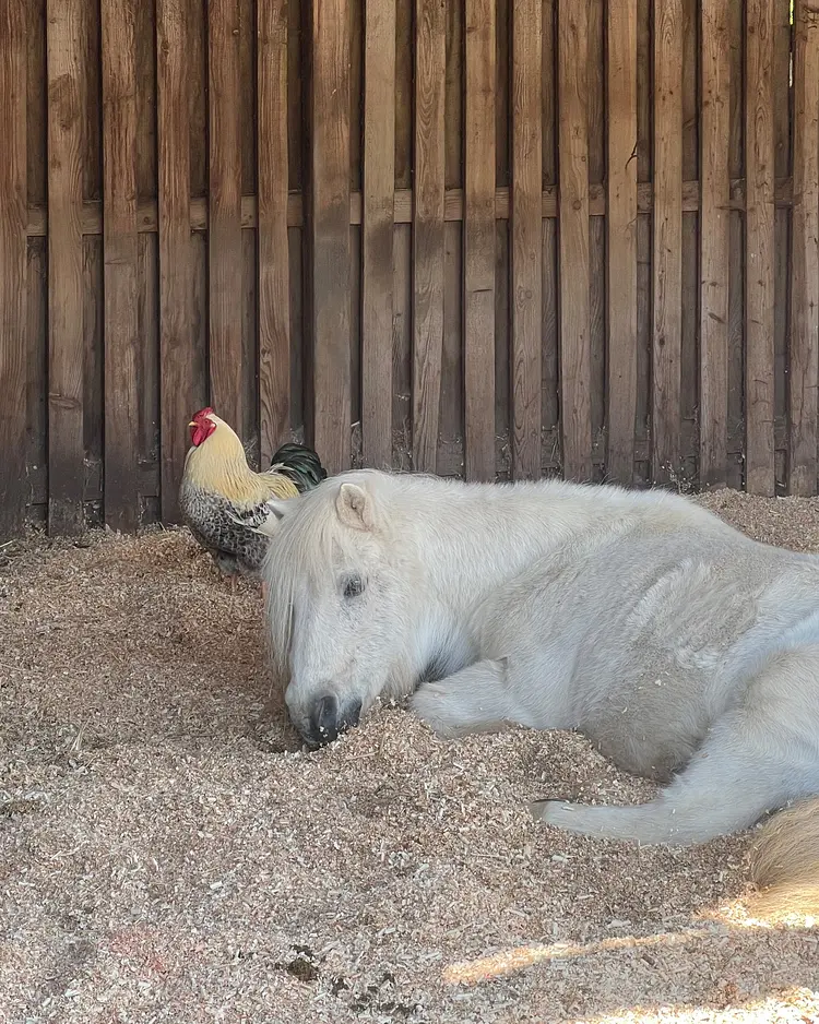 Sande 7 - Ziethen, Germany | Good Travel