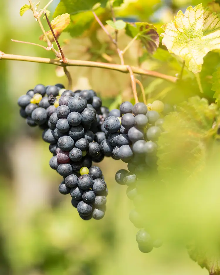 Schilcherlandleben - St. Stefan ob Stainz, Österreich | Good Travel