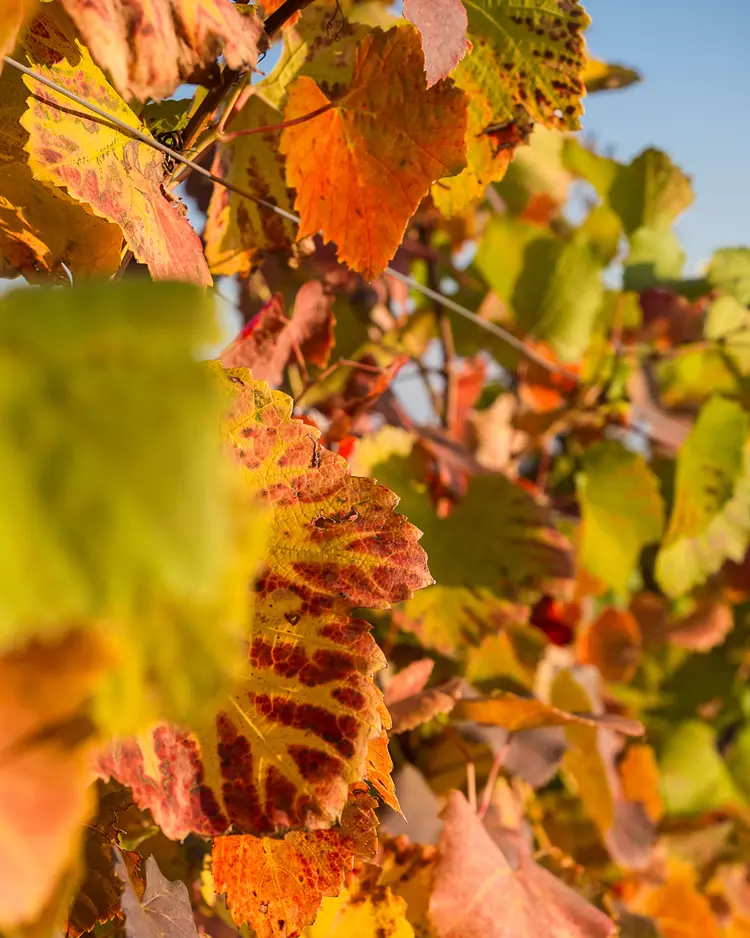 Schilcherlandleben - St. Stefan ob Stainz, Österreich | Good Travel