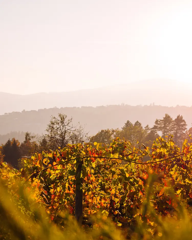 Schilcherlandleben - St. Stefan ob Stainz, Österreich | Good Travel