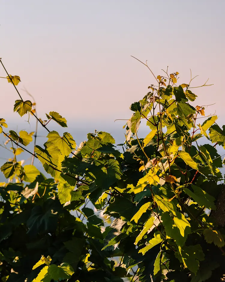 Schilcherlandleben - St. Stefan ob Stainz, Österreich | Good Travel