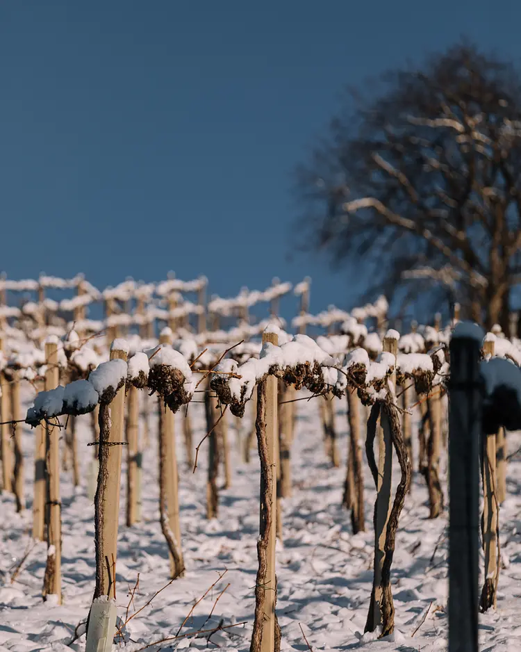 Schilcherlandleben - St. Stefan ob Stainz, Österreich | Good Travel
