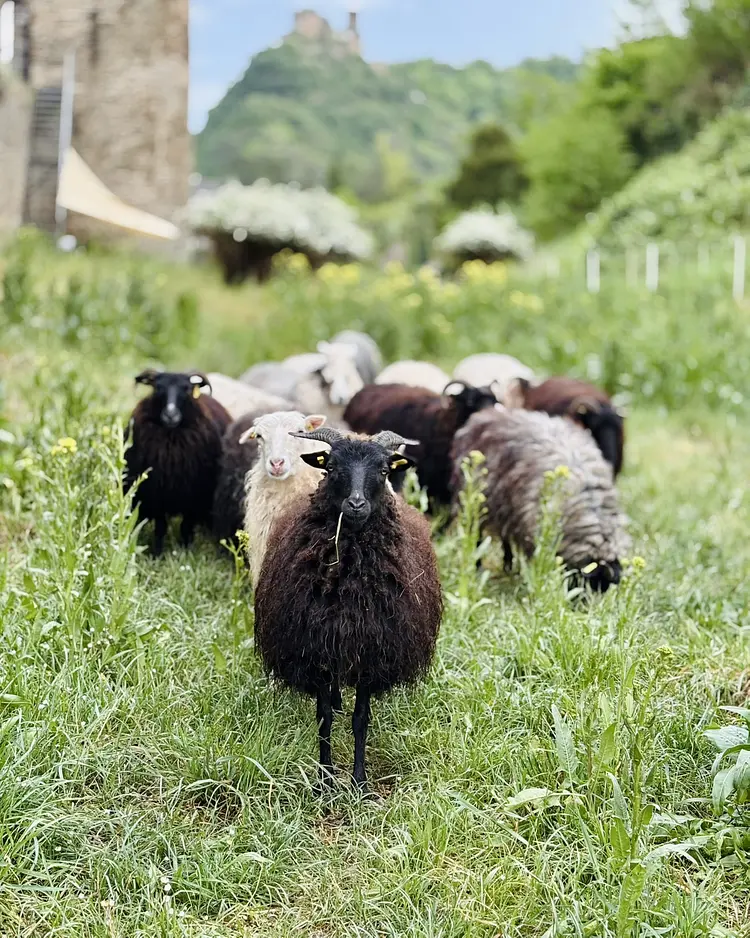THOMI Feriengasthaus - Oberwesel, Germany | Good Travel