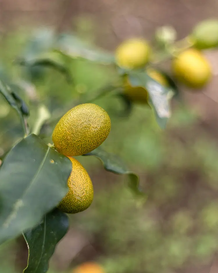 Solar Branco - Ponta Delgada (São Miguel Island), Portugal | Good Travel