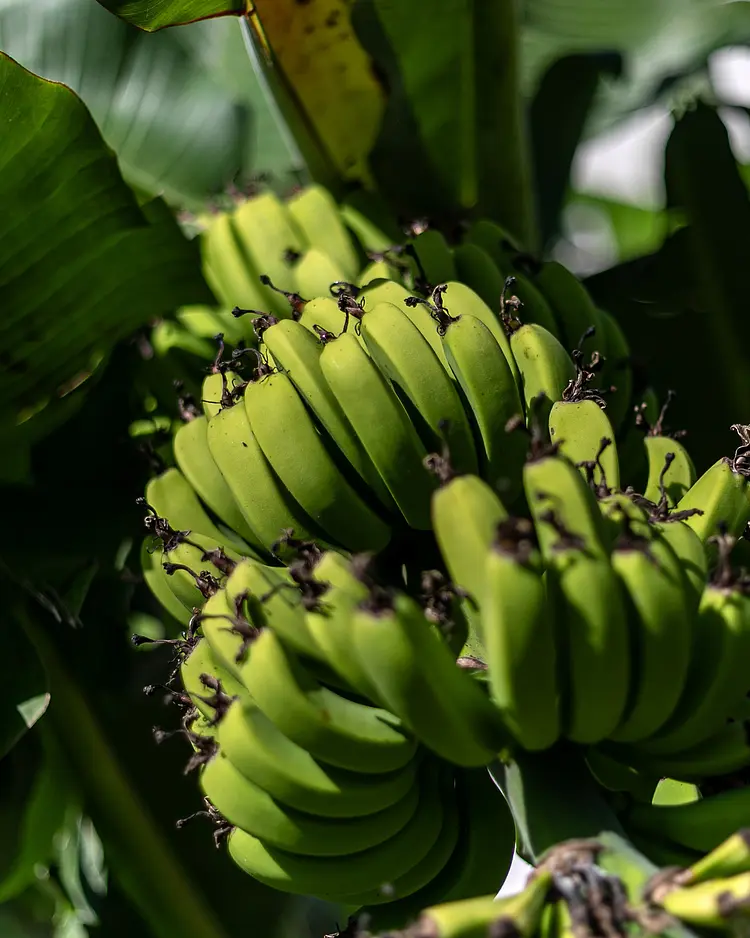 Solar Branco - Ponta Delgada (São Miguel Island), Portugal | Good Travel