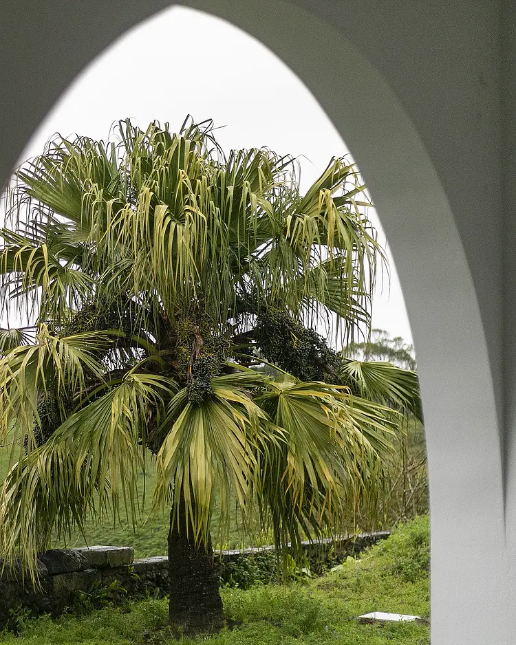 Solar Branco - Ponta Delgada (São Miguel Island), Portugal | Good Travel