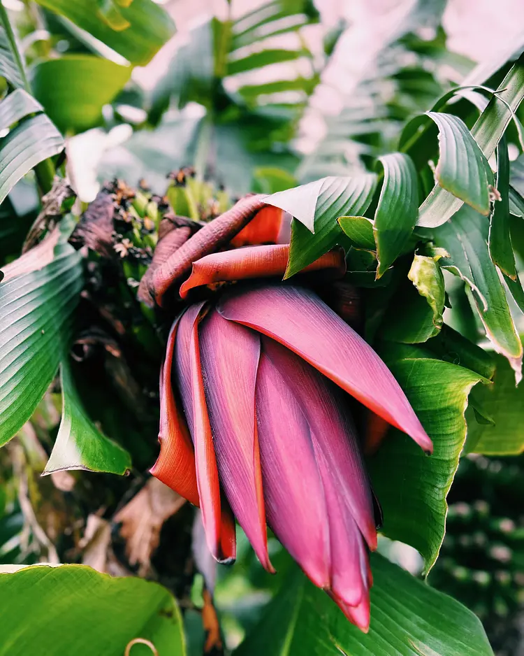 Solar Branco - Ponta Delgada (São Miguel Island), Portugal | Good Travel