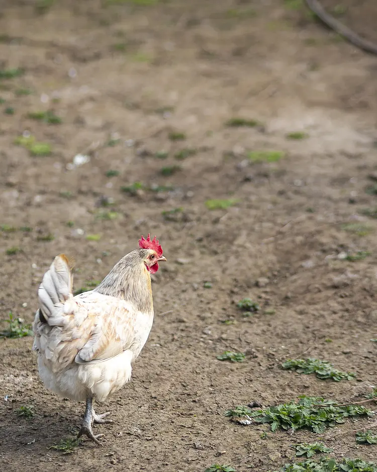 Solar Branco - Ponta Delgada (São Miguel Island), Portugal | Good Travel