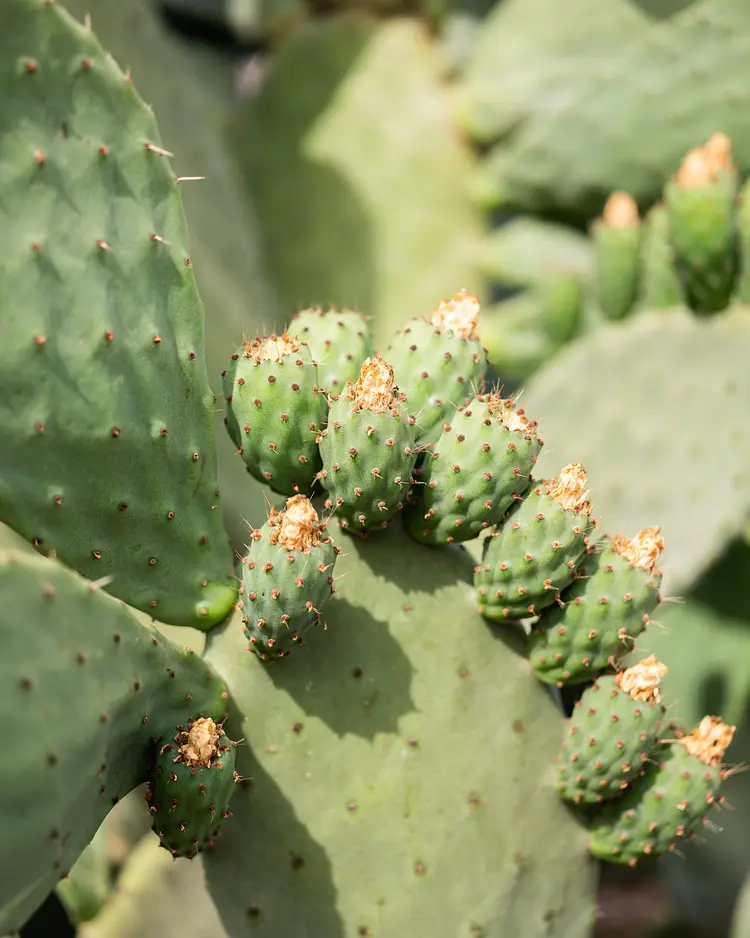 Oakstone Hills - Nelas, Portugal | Good Travel
