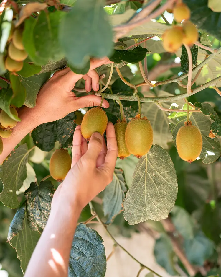 Oakstone Hills - Nelas, Portugal | Good Travel