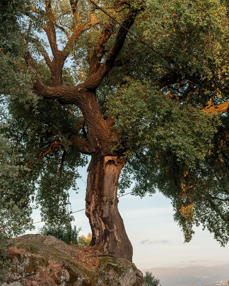 Oakstone Hills - Nelas, Portugal | Good Travel