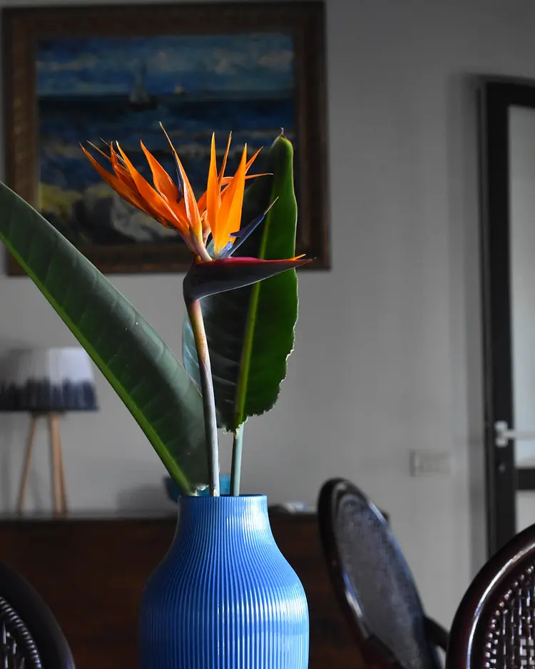 Finca San Pedro - Los Realejos (Teneriffa), Spanien | Good Travel