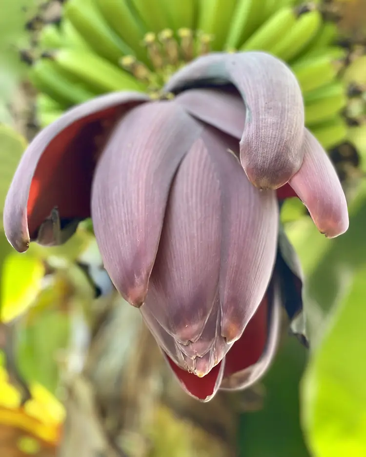 Finca San Pedro - Los Realejos (Teneriffa), Spanien | Good Travel