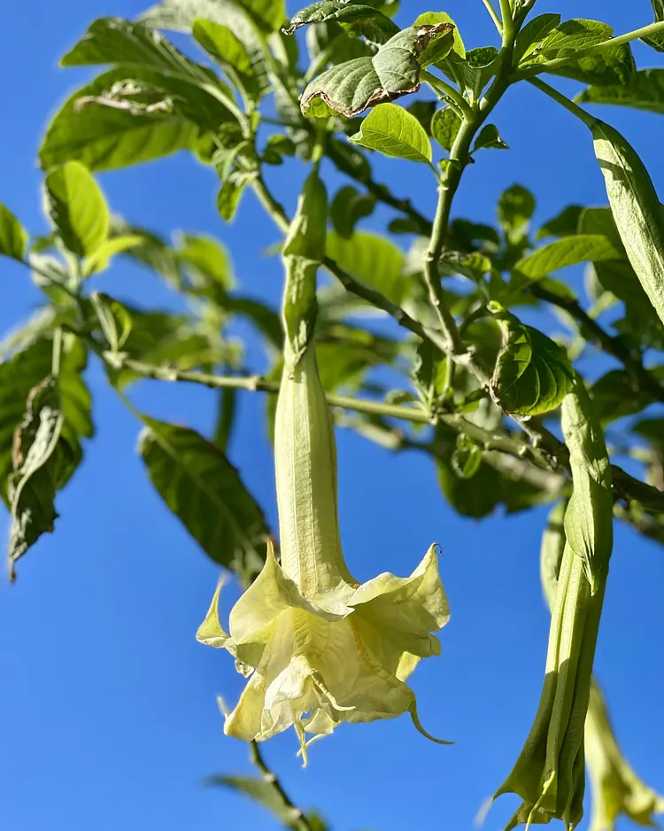Finca San Pedro - Los Realejos (Teneriffa), Spanien | Good Travel