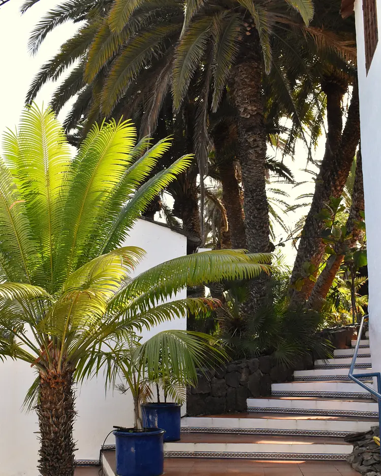 Finca San Pedro - Los Realejos (Teneriffa), Spanien | Good Travel