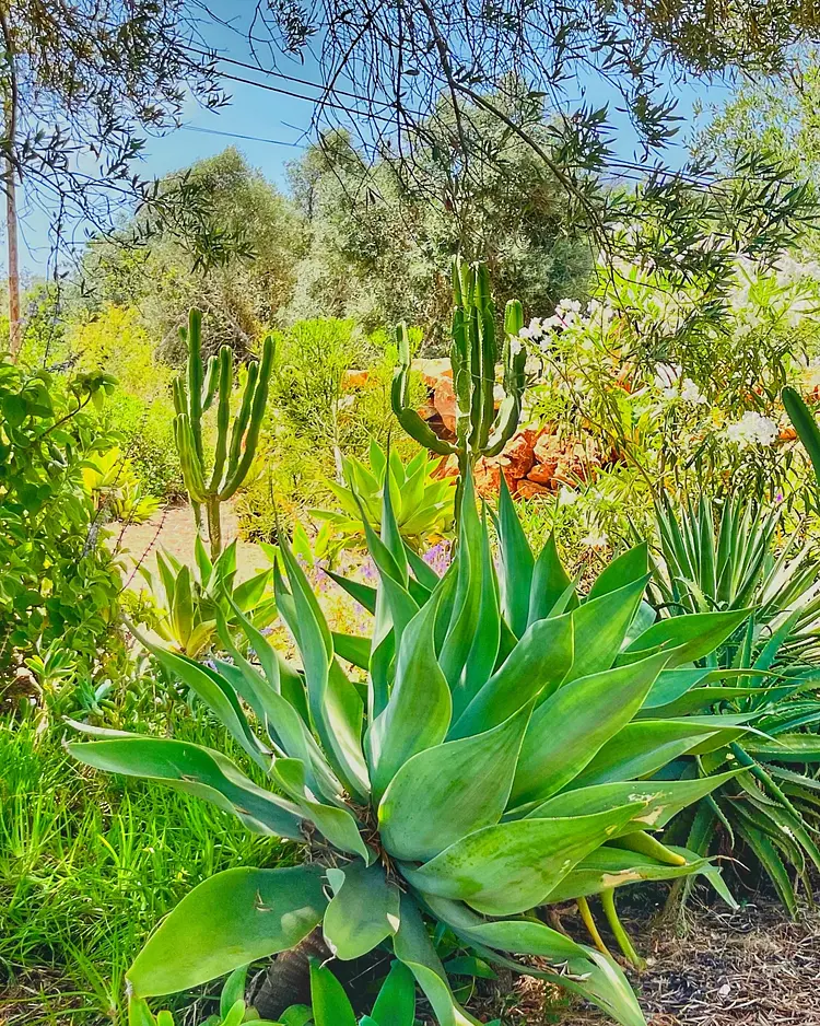 Quinta Jabuti - Moncarapacho, Portugal | Good Travel