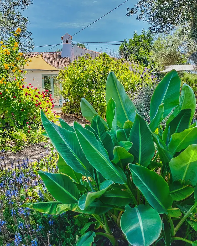 Quinta Jabuti - Moncarapacho, Portugal | Good Travel