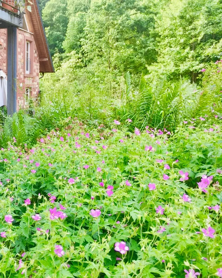 Gutshof Kaiserbacher Mühle - Klingenmünster, Deutschland | Good Travel