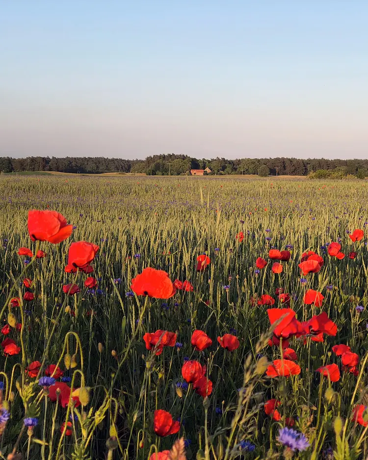 Das Studio Uckermark - Templin, Deutschland | Good Travel