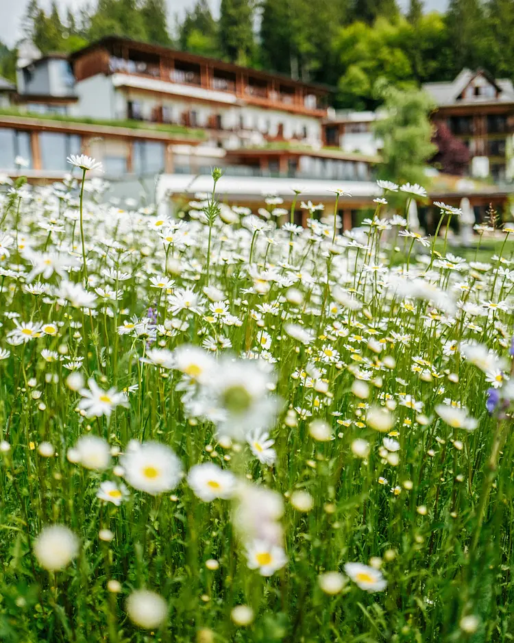 der daberer. das biohotel - Dellach im Gailtal, Österreich | Good Travel