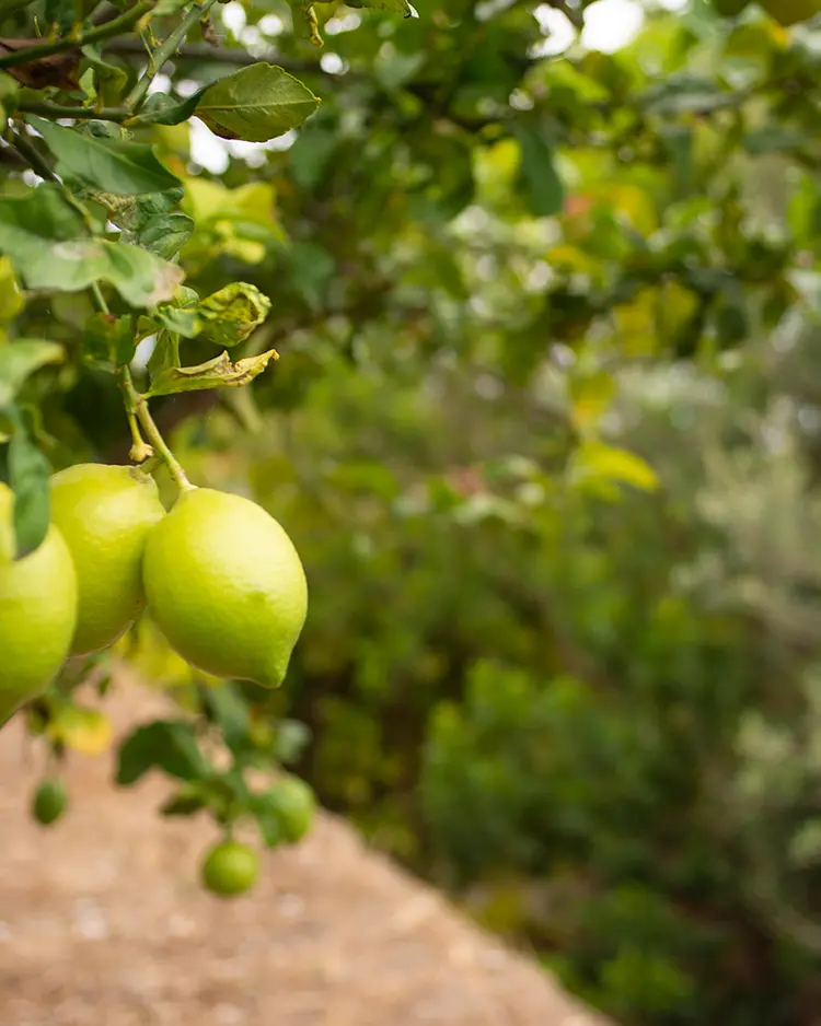 Casita Ayurveda - Icod de los Vinos (Teneriffa), Spanien | Good Travel