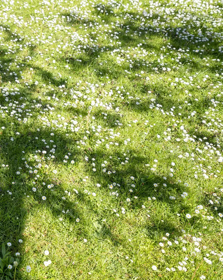 Apfelgarten Usedom - Reetzow, Deutschland | Good Travel