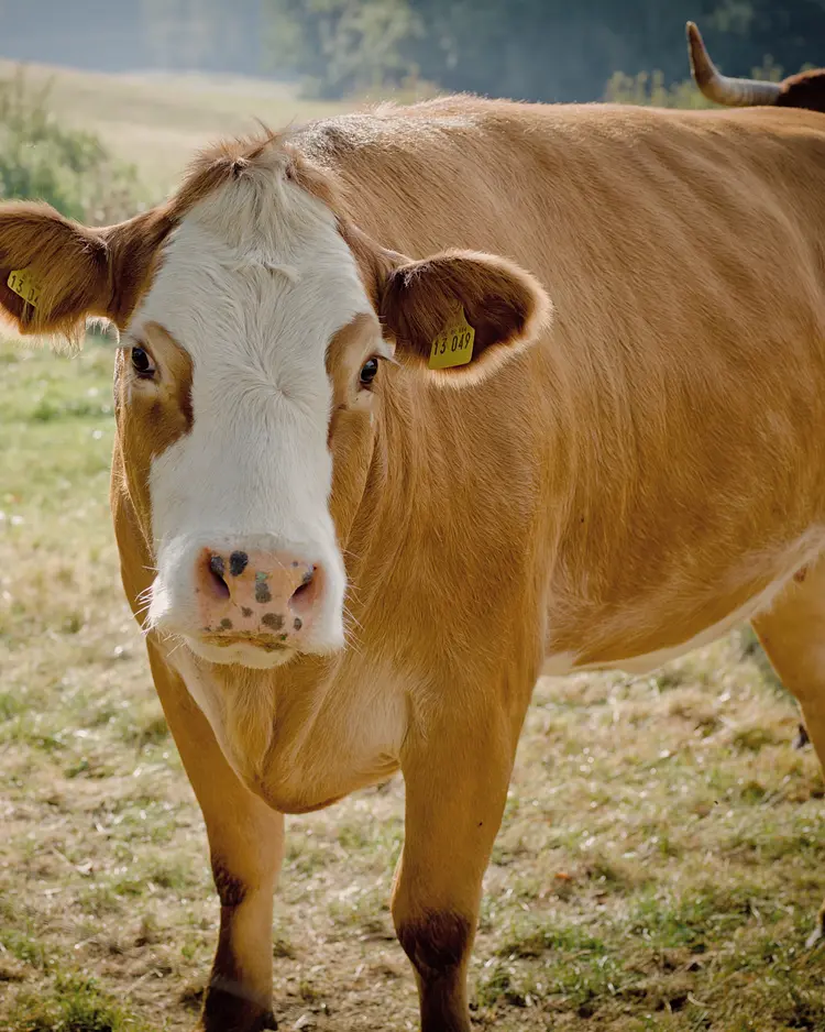 Biohotel Pausnhof - St. Oswald, Deutschland | Good Travel