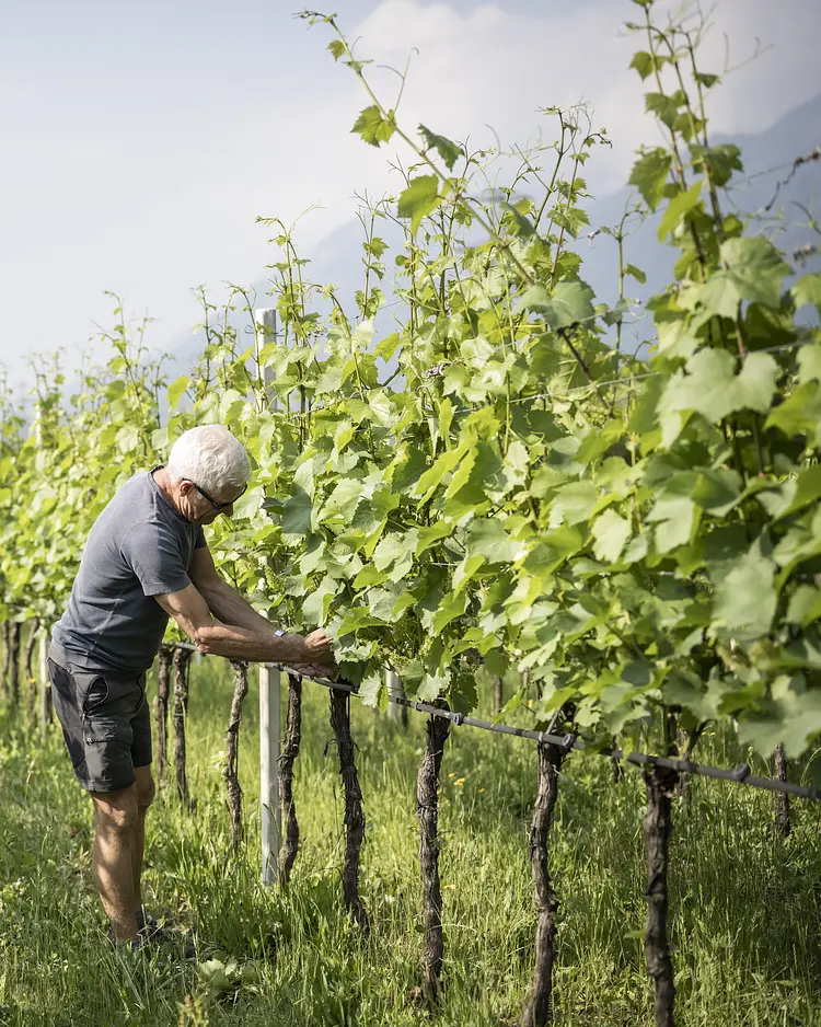 Stroblhof - Eppan, Italy | Good Travel