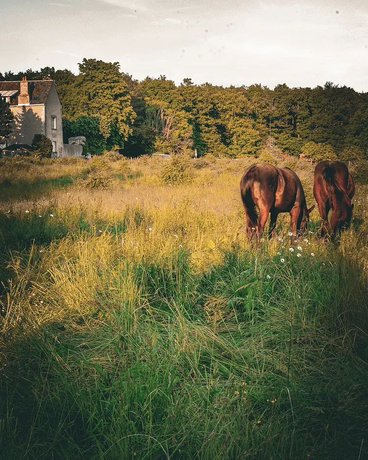 Domaine de la Chambaudière - Molineuf, France | Good Travel