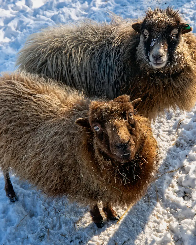 B&B De Brenschutte - Laren, Niederlande | Good Travel