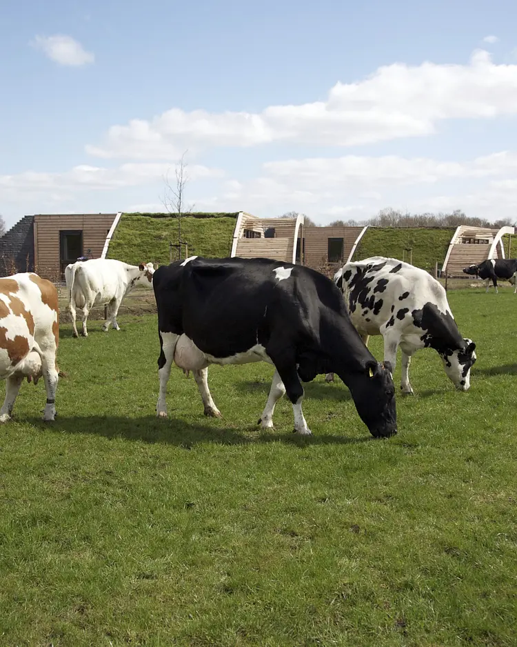 Koe in de Kost - RS Heeten, Netherlands | Good Travel