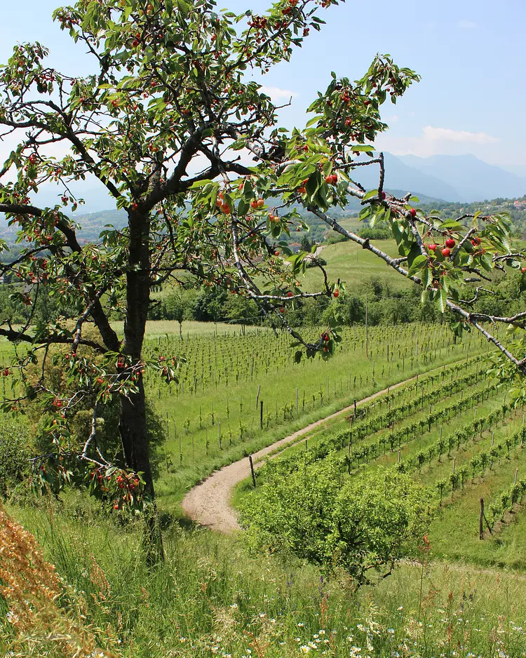 La Scuola Guesthouse - Lusiana Conco, Italien | Good Travel