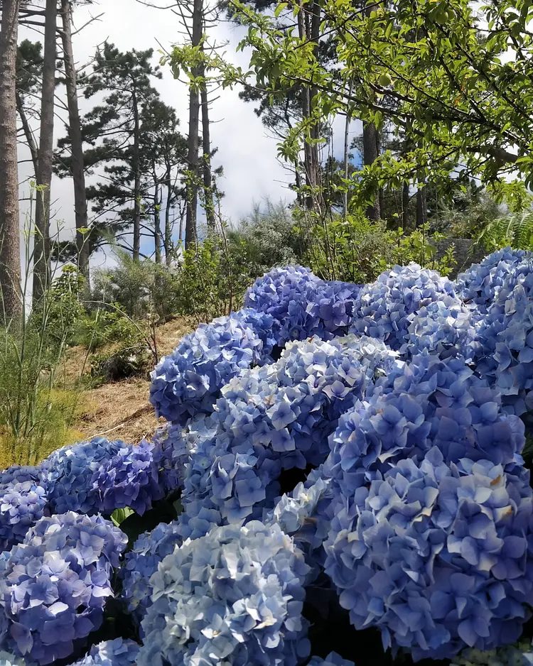 Achadinha - Arco da Calheta, Portugal | Good Travel