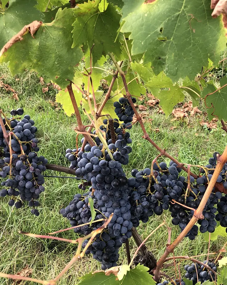 CampoLungo - Greve in Chianti, Italien | Good Travel