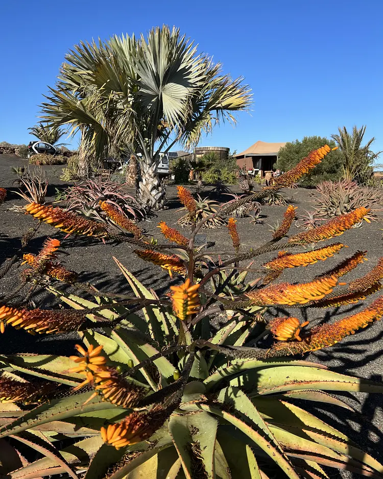 Jaima Teseguite - Lanzarote, Spain | Good Travel