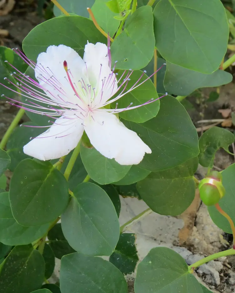 CampoLungo - Greve in Chianti, Italy | Good Travel