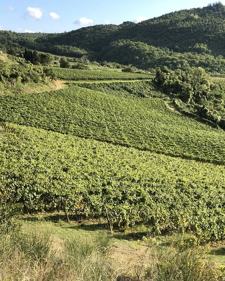 CampoLungo - Greve in Chianti, Italy | Good Travel