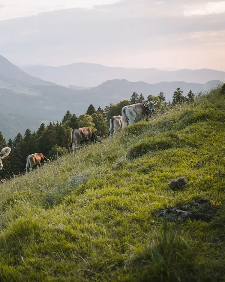 Halwina Hideaway - Sibratsgfäll, Austria | Good Travel