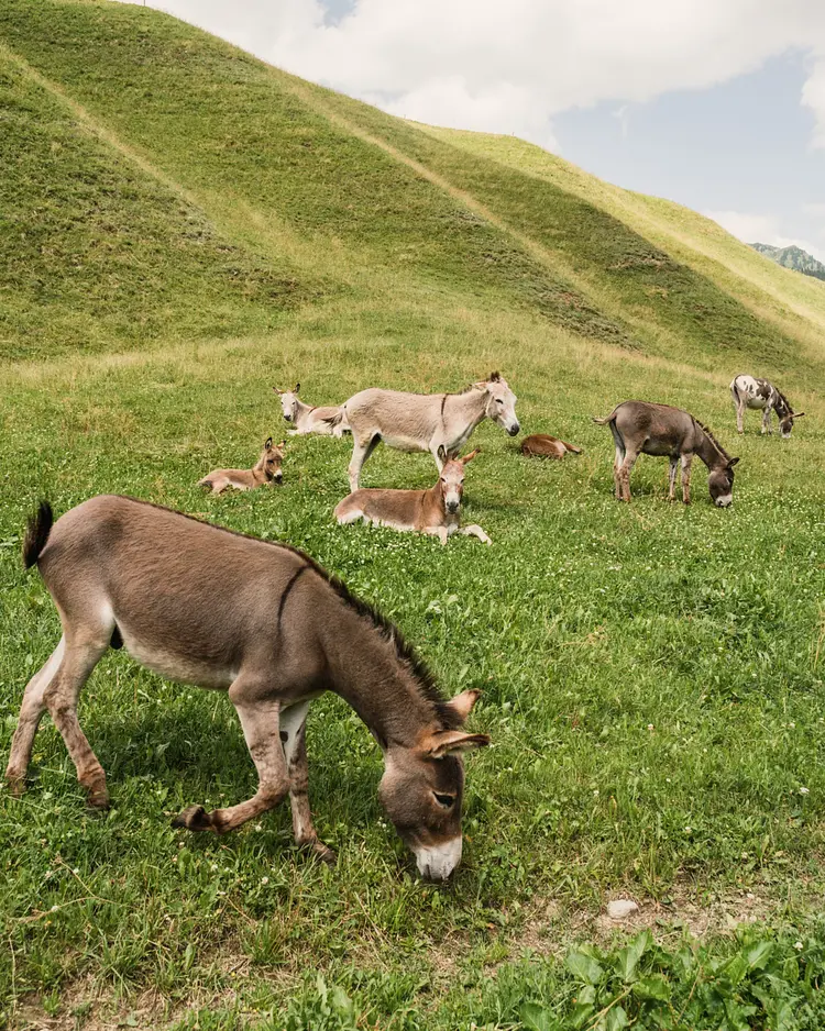 Naturcamping Viva - Rueras, Switzerland | Good Travel