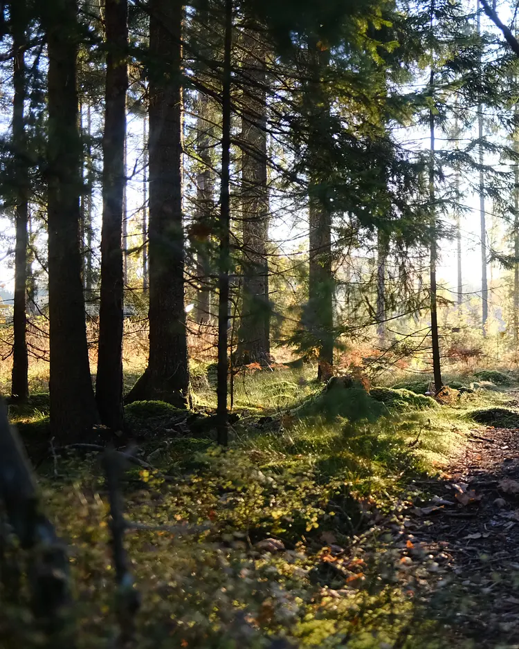 Naturlogi - Linköping, Sweden | Good Travel