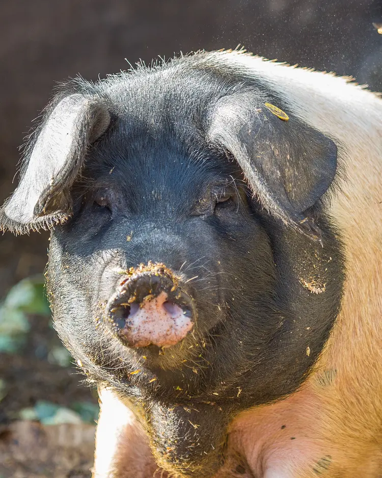 Organic Farm Slibar - Tržič, Slowenien | Good Travel