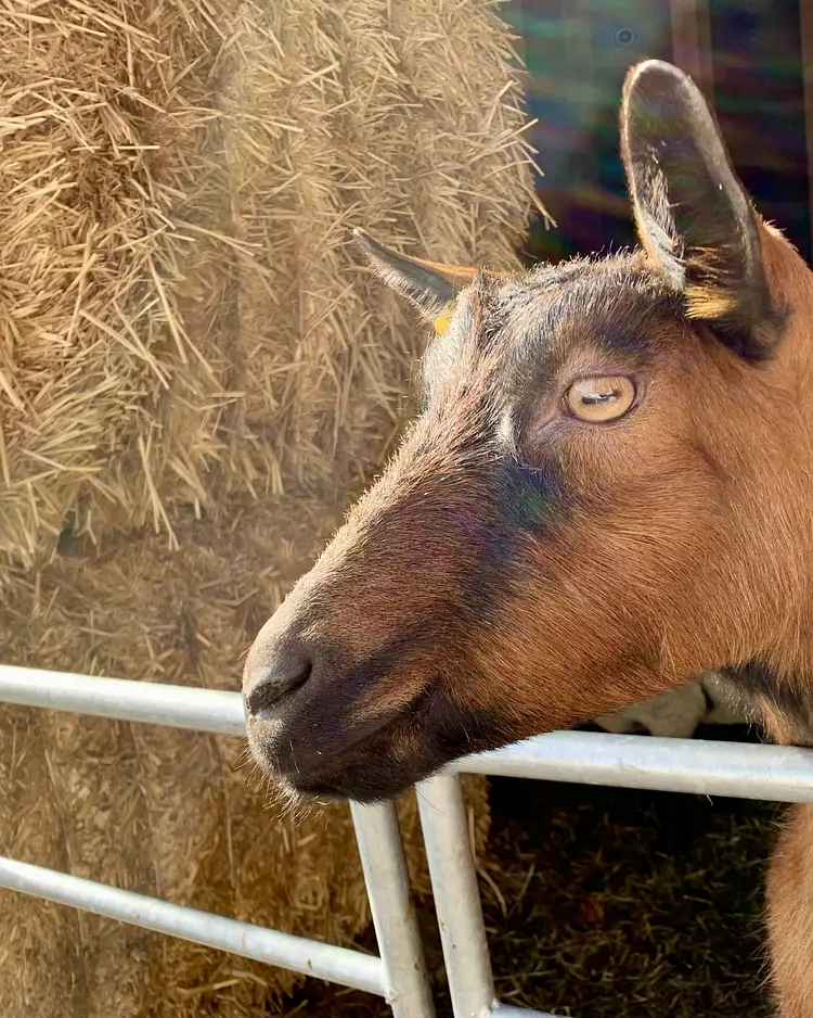 Acla Muragl - Pontresina, Schweiz | Good Travel